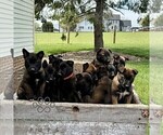 Small Photo #3 Belgian Malinois Puppy For Sale in RONKS, PA, USA