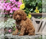 Small #1 Poodle (Miniature)