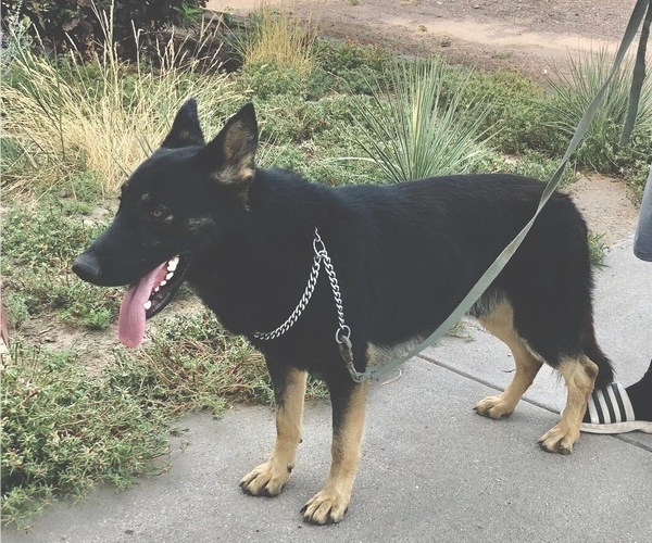 Medium Photo #1 German Shepherd Dog Puppy For Sale in BRIGHTON, CO, USA
