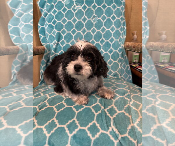 Medium Photo #7 Maltipoo (Miniature) Puppy For Sale in Pacolet, SC, USA
