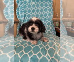 Small #6 Maltipoo (Miniature)