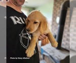 Puppy Puppy 658 Golden Retriever