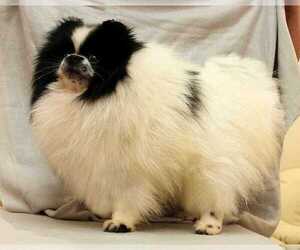 Father of the Pomeranian puppies born on 07/10/2021