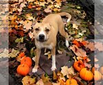 Small Photo #2 Labrador Retriever-Staffordshire Bull Terrier Mix Puppy For Sale in Missouri City, TX, USA