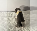 Small #5 French Bulldog