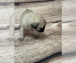 Small Photo #3 Pug Puppy For Sale in BRIDGEPORT, CT, USA