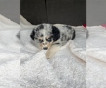 Small Photo #1 Australian Shepherd Puppy For Sale in MERIDIANVILLE, AL, USA