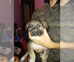 Small Photo #3 German Shepherd Dog-Golden Pyrenees Mix Puppy For Sale in CHICAGO, IL, USA