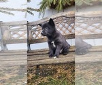Small #1 Pomsky