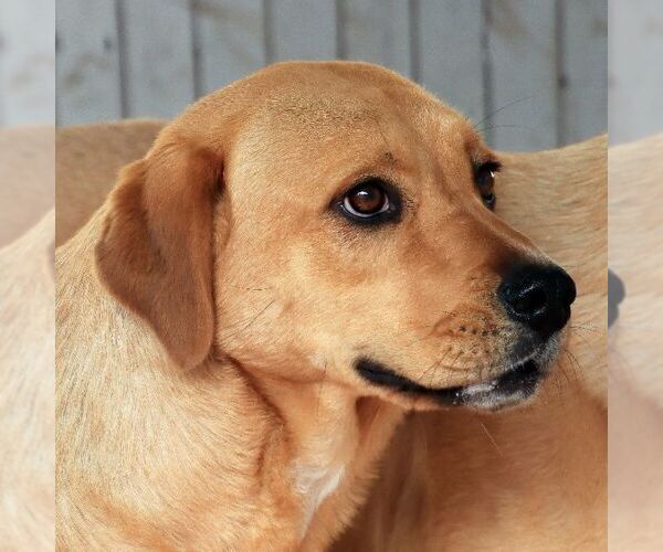 Medium Photo #7 Labrador Retriever-Unknown Mix Puppy For Sale in Sequim, WA, USA