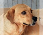 Small #6 Labrador Retriever Mix