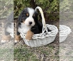 Small #1 Bernese Mountain Dog