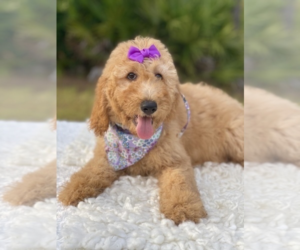 Medium Photo #4 Goldendoodle Puppy For Sale in FROSTPROOF, FL, USA