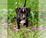 Small #1 Mutt