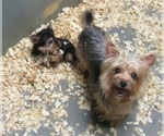 Small Photo #2 Yorkshire Terrier Puppy For Sale in CARROLLTON, GA, USA