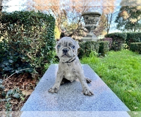 Medium Photo #165 French Bulldog Puppy For Sale in HAYWARD, CA, USA