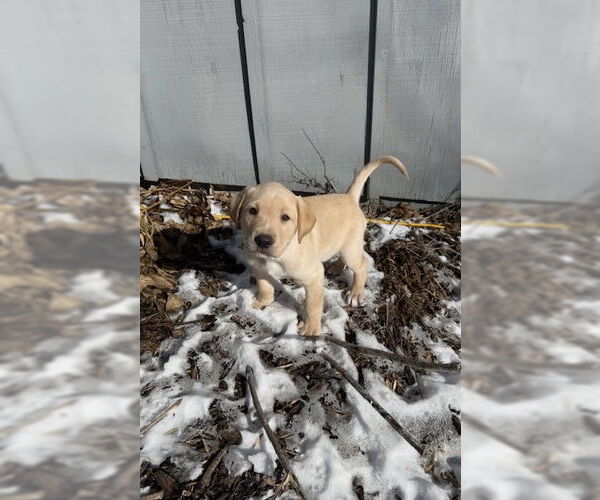 Medium Photo #4 Mutt Puppy For Sale in St. Louis Park, MN, USA