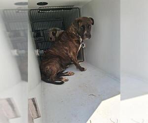 Medium American Pit Bull Terrier Mix
