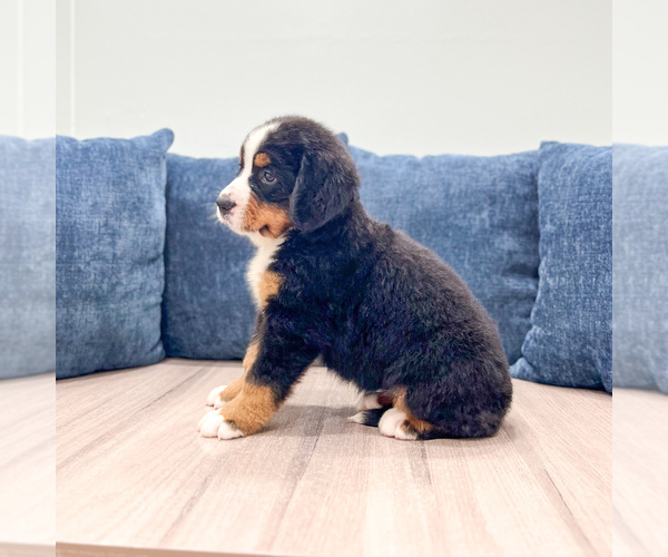 Medium Photo #4 Bernese Mountain Dog Puppy For Sale in DUNDEE, OH, USA