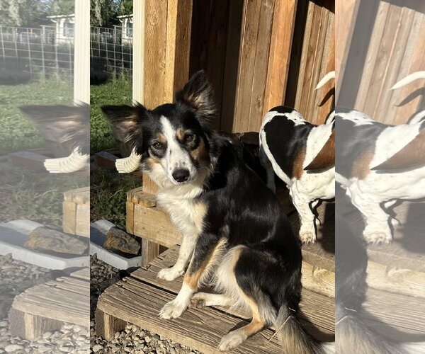 Medium Photo #2 Border Collie Puppy For Sale in Emmett, ID, USA