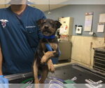 A1934130 - Male German Shepherd Dog Dog for Adoption - Small photo