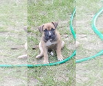 Small Photo #3 American Bandogge-American Bully Mix Puppy For Sale in WILLISTON, FL, USA