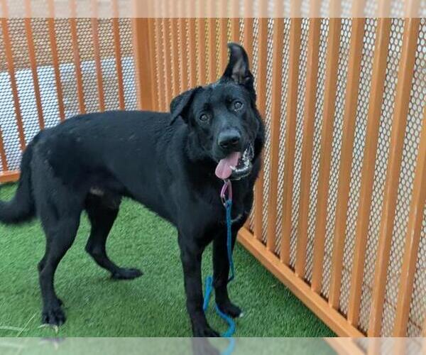 Medium Photo #1 Dutch Shepherd -Unknown Mix Puppy For Sale in Las Vegas, NV, USA