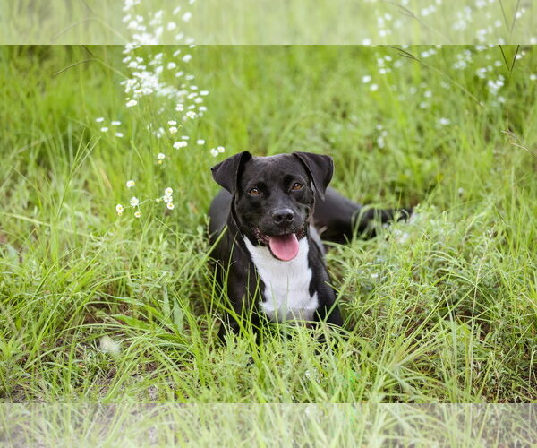 Medium Photo #11 Mutt Puppy For Sale in  Gainesville, FL, USA