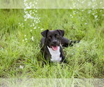 Small #10 Mutt