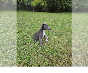 Spirit - Female Staffordshire Bull Terrier-Unknown Mix Dog for Adoption - Photo #2