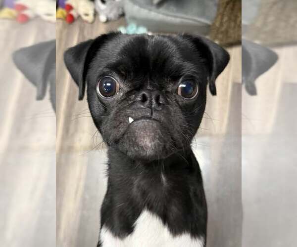 Medium Photo #2 Pug-Unknown Mix Puppy For Sale in Lee's Summit, MO, USA