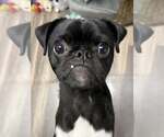 Small #1 Pug Mix