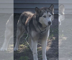 Mother of the Pyrenees Husky puppies born on 03/12/2022