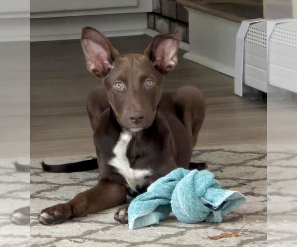 Medium Photo #9 Labrador Retriever-Unknown Mix Puppy For Sale in Oak Bluffs, MA, USA