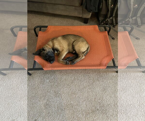 Medium Photo #6 German Shepherd Dog Puppy For Sale in Seattle, WA, USA