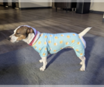 Small #3 Jack Russell Terrier Mix