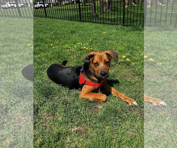 Medium Photo #1 Mutt Puppy For Sale in Plainfield, IL, USA