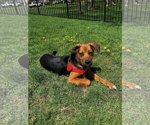 Mutt Dogs for adoption in Plainfield, IL, USA