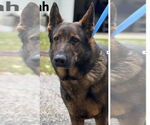 Small #2 German Shepherd Dog