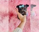 Small #2 Yorkshire Terrier