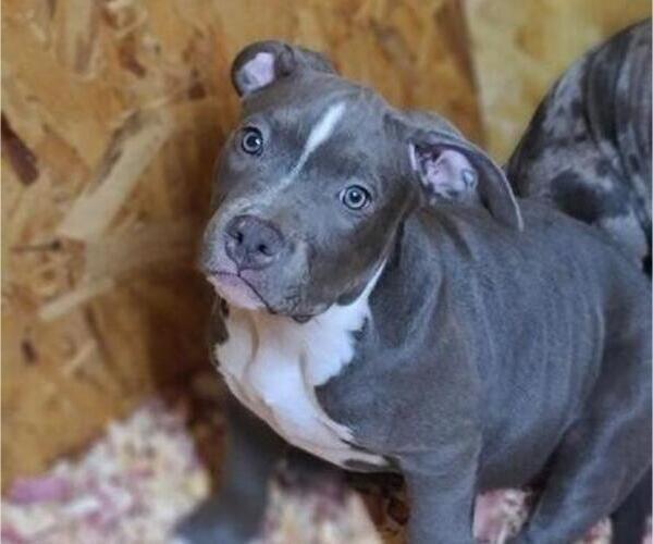Medium Photo #1 American Bully Puppy For Sale in CHESTER, VA, USA