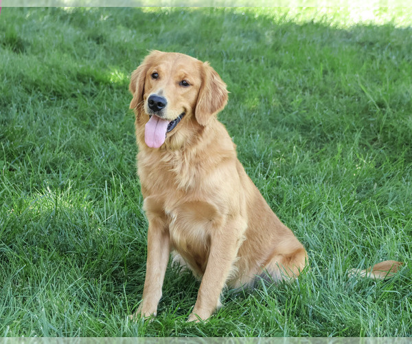 Medium Photo #1 Golden Retriever Puppy For Sale in SYRACUSE, IN, USA