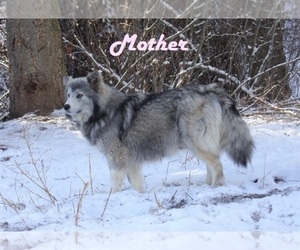 Mother of the Wolf Hybrid puppies born on 01/03/2022