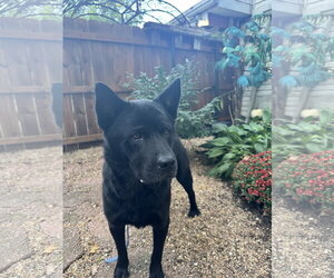 Chow Chow-Unknown Mix Dogs for adoption in Leavenworth, KS, USA