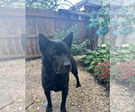 Ranger - Male Chow Chow-Unknown Mix Dog for Adoption - Small photo