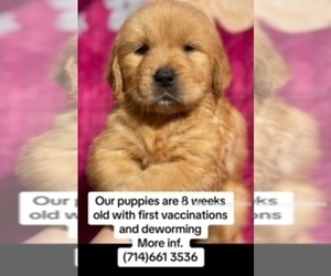 Golden Retriever Puppy for sale in SANTA ANA, CA, USA