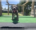 Small Photo #3 American Bully Mikelands  Puppy For Sale in RAEFORD, NC, USA