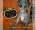Small Photo #1 Great Dane Puppy For Sale in INDEPENDENCE, MO, USA