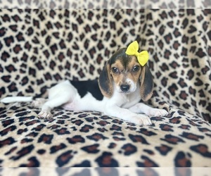 Beagle Puppy for sale in LAKELAND, FL, USA