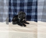Small Photo #3 Bordoodle Puppy For Sale in SOLON SPRINGS, WI, USA